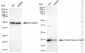 KD-Validated Anti-Ferritin heavy chain 1 Rabbit Monoclonal Antibody